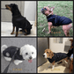 🔥Hot Sale -50% OFF🔥 3 in 1 Winter Waterproof Warm Dog Jacket With Built-in Harness
