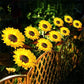 🌻 77% OFF NOW! ☀️ Sunflower Solar Lights – Waterproof Garden Decor & Forever Glow 💡
