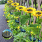 🌻 77% OFF NOW! ☀️ Sunflower Solar Lights – Waterproof Garden Decor & Forever Glow 💡