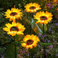 🌻 77% OFF NOW! ☀️ Sunflower Solar Lights – Waterproof Garden Decor & Forever Glow 💡