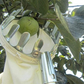 🍎 Fruit Picker Head Basket – Clips onto Pole, Soft Cushion, No Bruising, Harvest Faster 🌳🧺